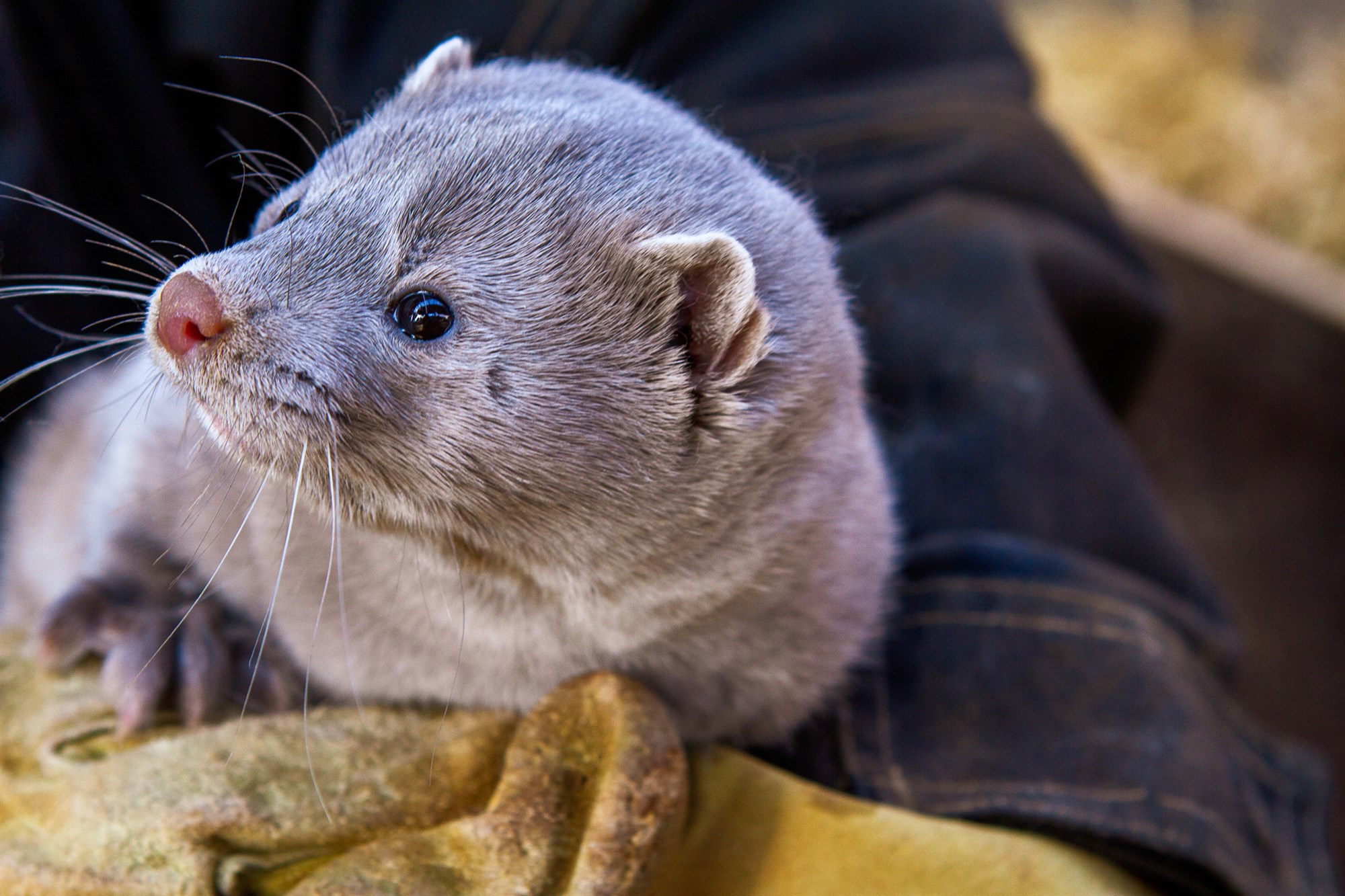 Hækkun á minkaskinnum