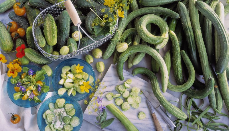 Svalur eins og agúrka