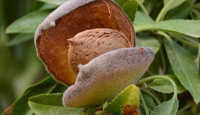 Möndlur tákn um sorg, von og frjósemi