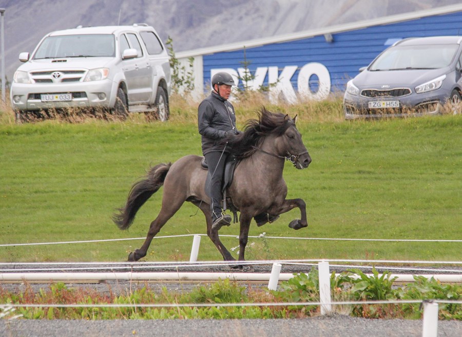Álfaklettur frá Syðri-Gegnishólum. Knapi er Bergur Jónsson.