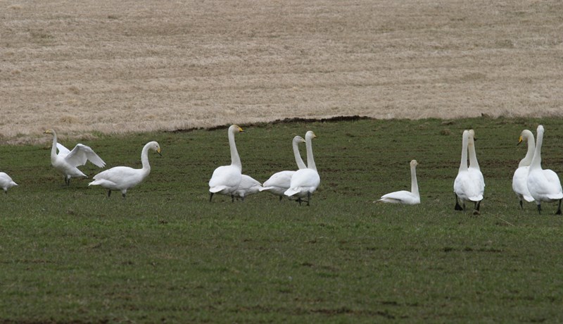 Átt þú alifugla í bakgarði? – Komum í veg fyrir að alifuglar smitist af fuglaflensu