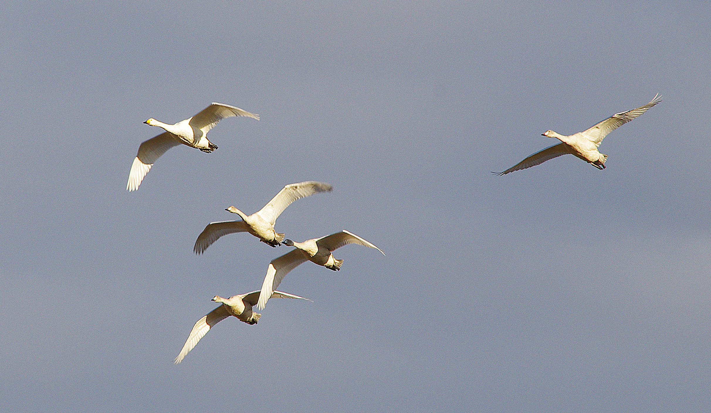 Rannsóknir á ágangi álfta og gæsa – grein 2