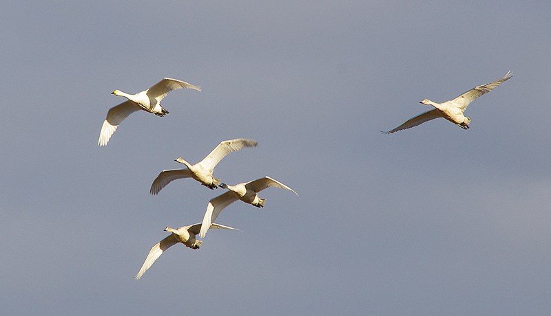 Rannsóknir á ágangi álfta og gæsa – grein 2