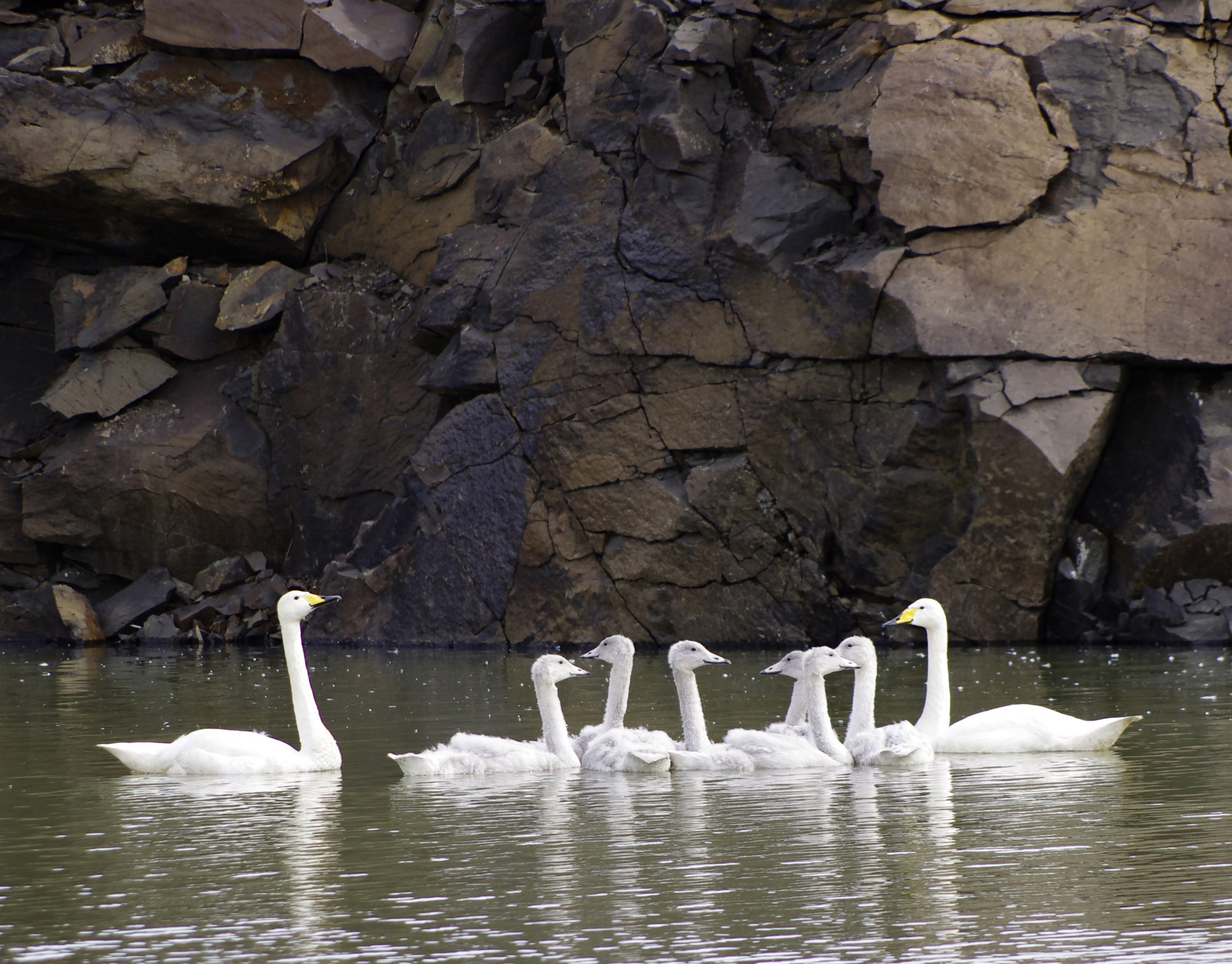 Fuglaflensa komin upp í að minnsta kosti 25 Evrópusambandslöndum