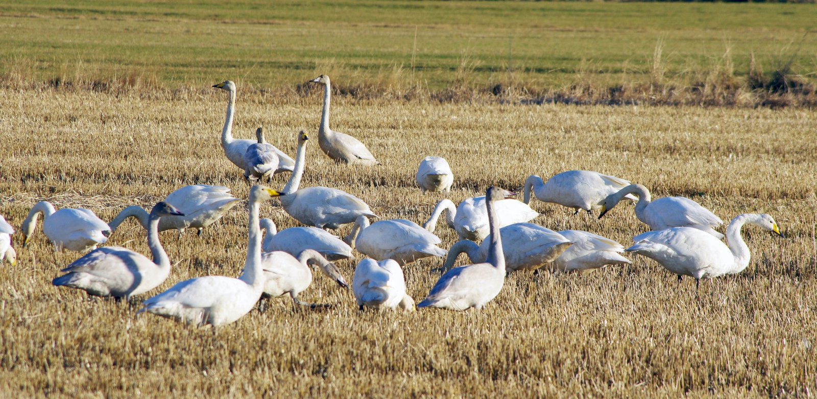 Viðbúnaður vegna fuglaflensu