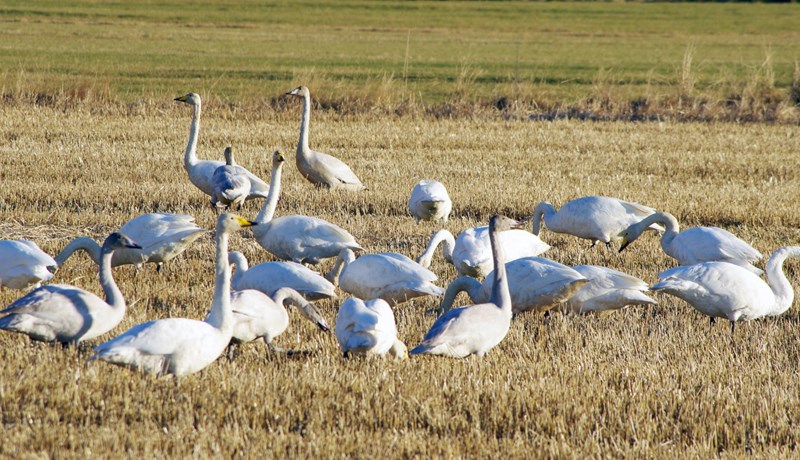 Álftir og gæsir: Vinna við aðgerðaráætlun að hefjast