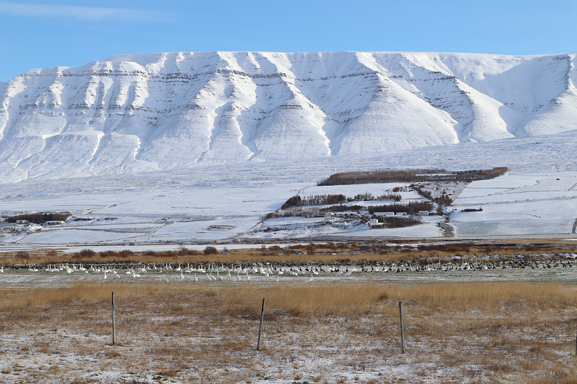 Tillaga um veiðar fær ekki brautargengi