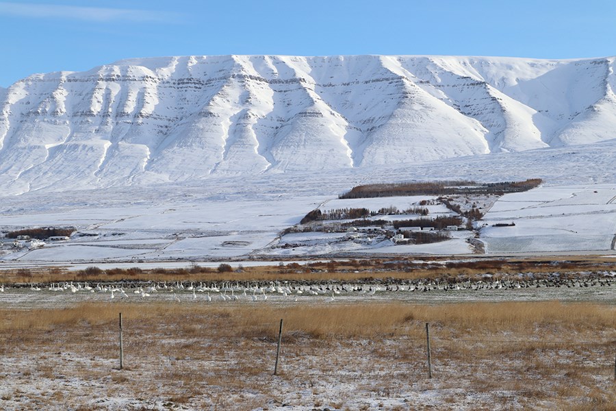 Álftir á túnum í Eyjafirði. Á síðustu fjórum árum hefur verið greitt fyrir tjón á 418,4 hektara landi, árið 2021 fyrir 138,9 ha en aðeins fyrir 47,6 ha í fyrra.
