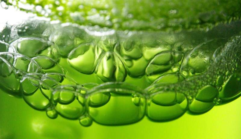 Úr þörungum má framleiða lífeldsneyti og prótein sem dygði fyrir alla heimsbyggðina