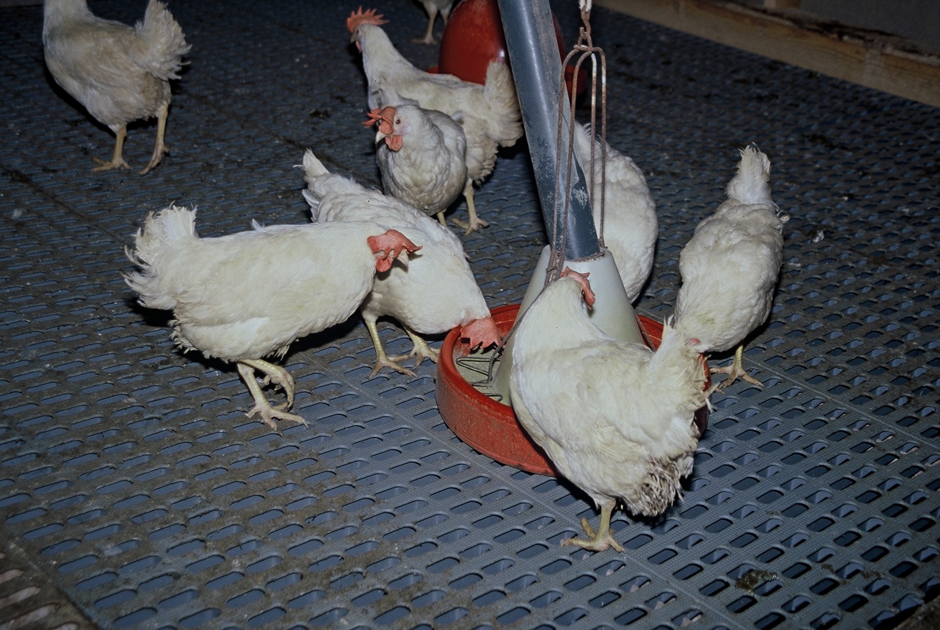 Ný reglugerð um velferð alifugla