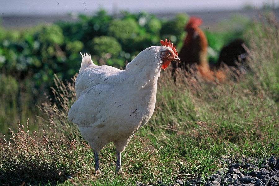 Vaxandi áhugi fyrir að nýta fjaðrir í fiskeldisfóður