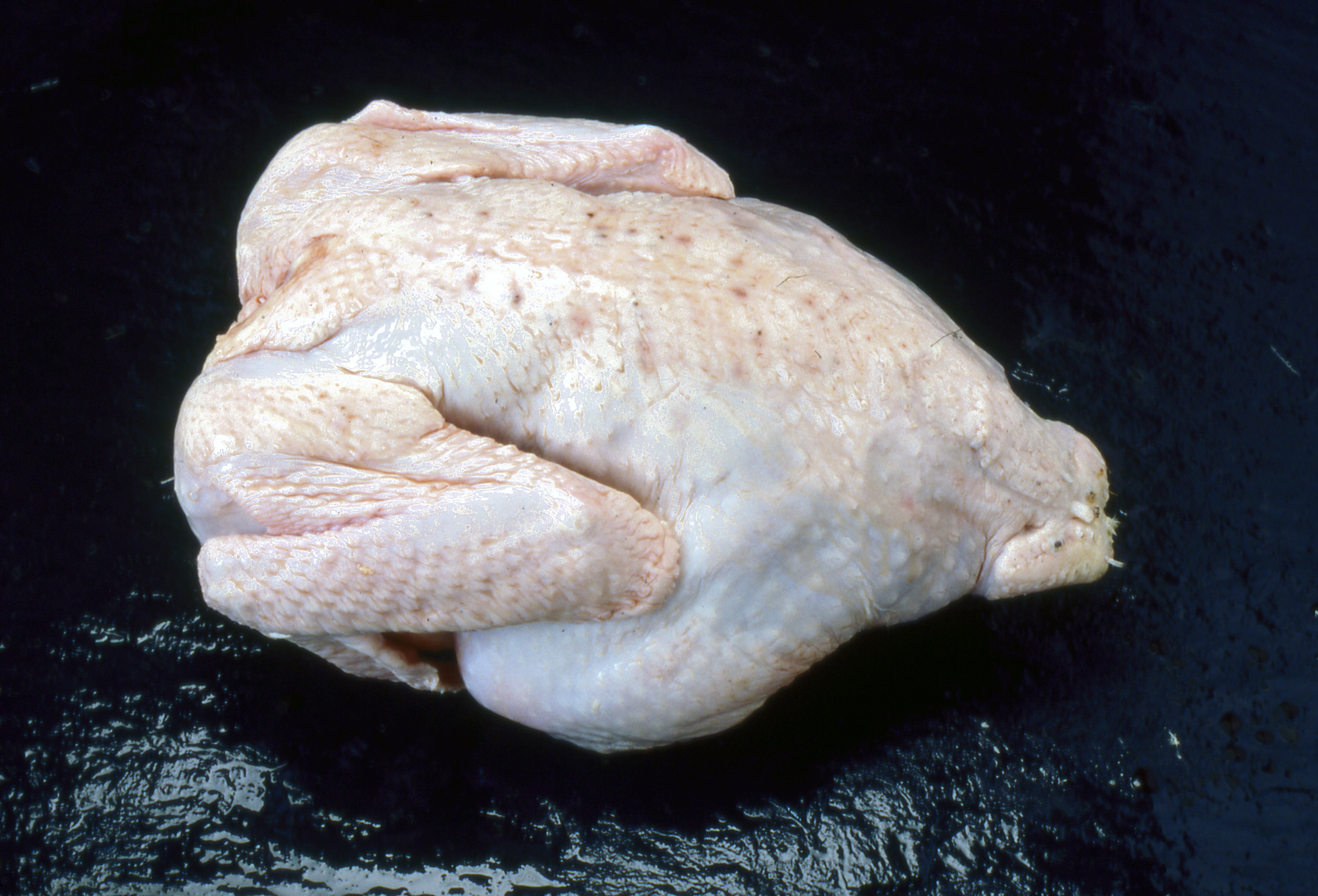 Sala á íslensku kjöti jókst lítillega árið 2019 þrátt fyrir verulega fækkun ferðamanna