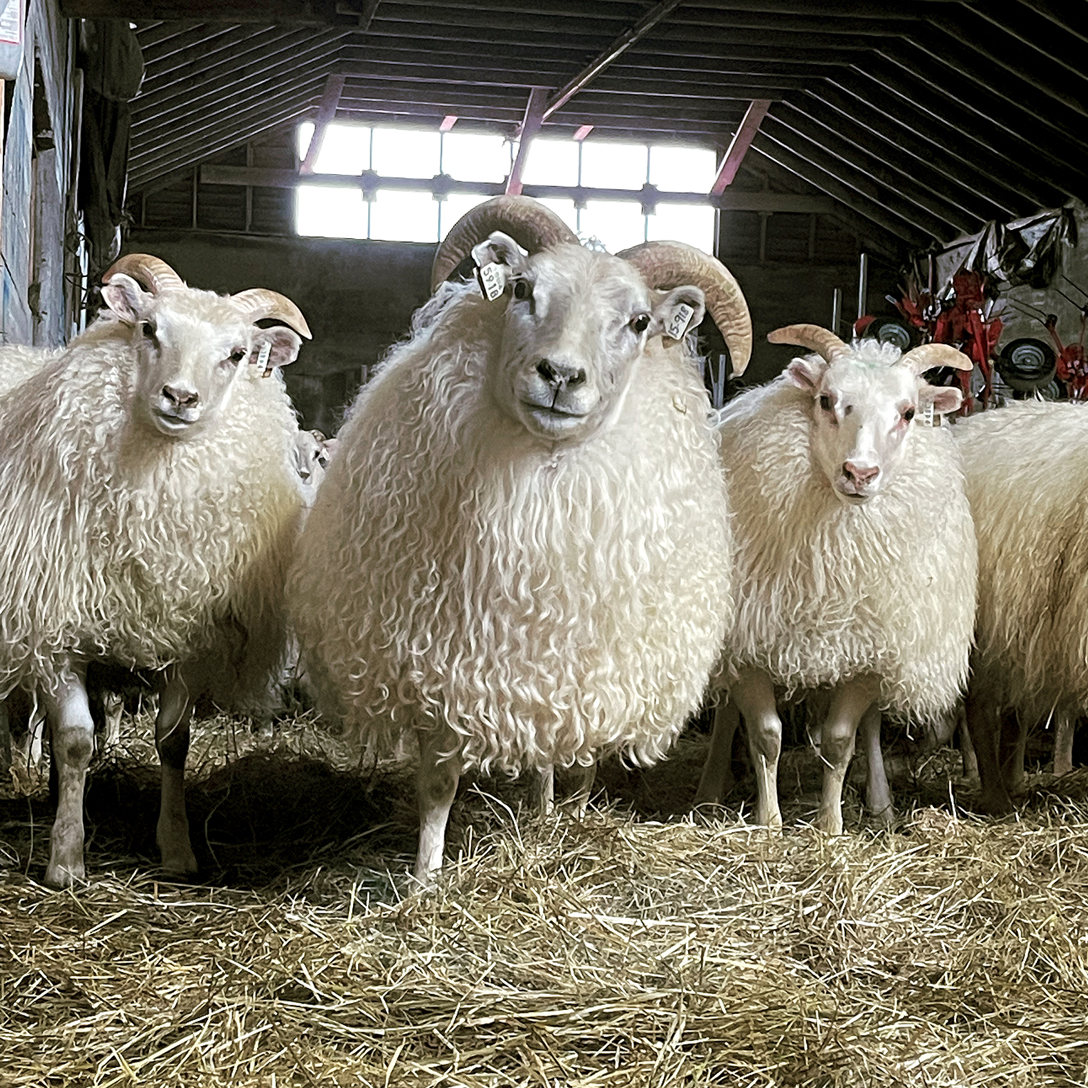 Háannatími fram undan í fjárhúsunum