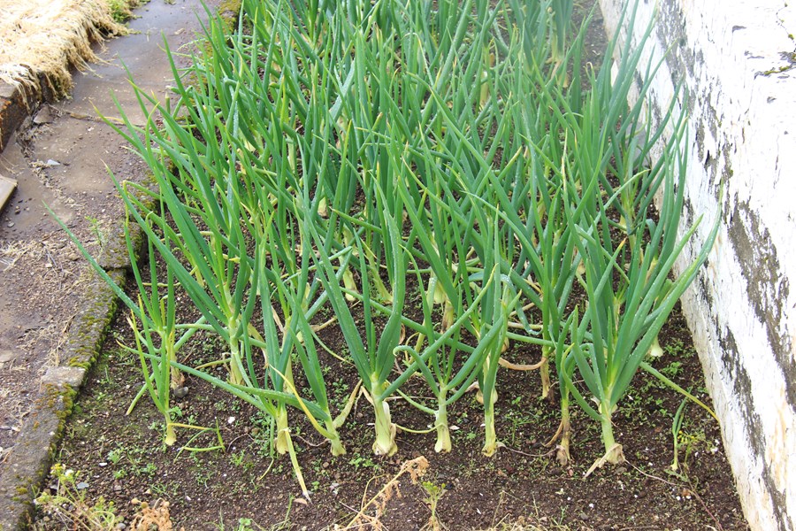 Allium cepa – matlaukur – plöntur á Reykjum 2013.