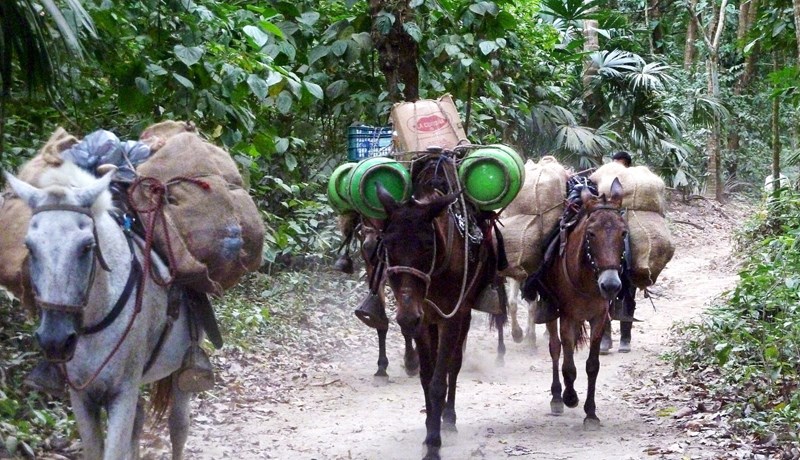 Asnar á fjórum fótum