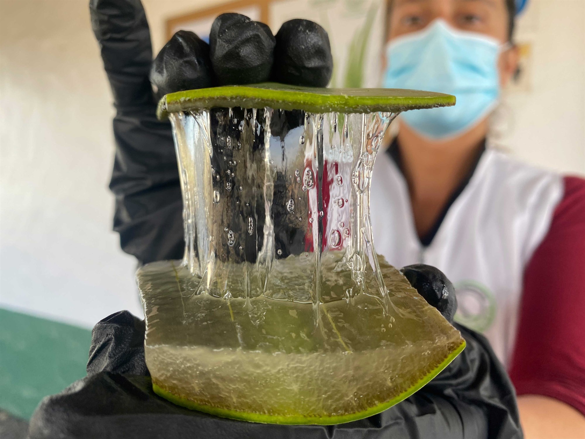 Útbreidd alvera í eyjaklasa