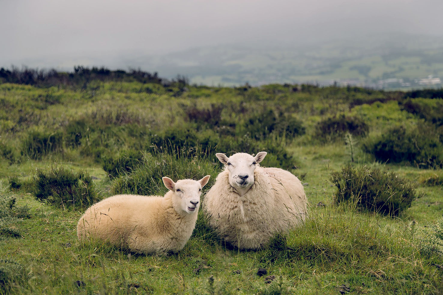 „Sauðirnir verða að fara“