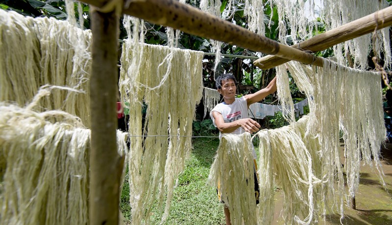 Trefjar úr ananaslaufblöðum í nytjahluti