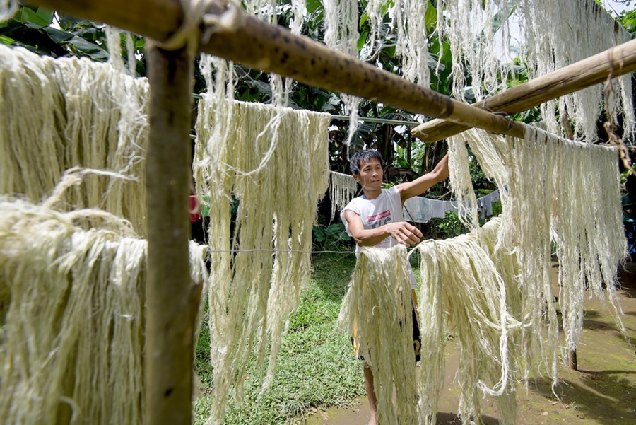 Trefjar úr laufblöðum ananasplöntunnar eru hengdar upp og þurrkaðar áður en þær fara í lokavinnsluferli til Spánar.