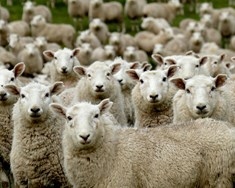 Nýsjálenskt lambakjöt á Íslandi