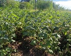 Bóndi er bústólpi, bú landstólpi