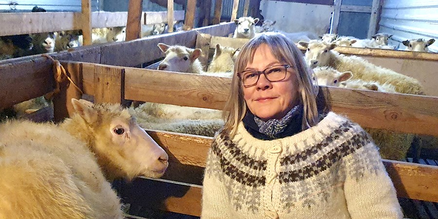 Anna Guðrún Torfadóttir stödd í fjárhúsinu hjá vinum sínum á Eystra-Miðfelli innan um sauðféð en hún er að gera áhugavert verkefni um litbrigðafjölda í sauðfé í Lundarreykjadal í Borgarfirði.