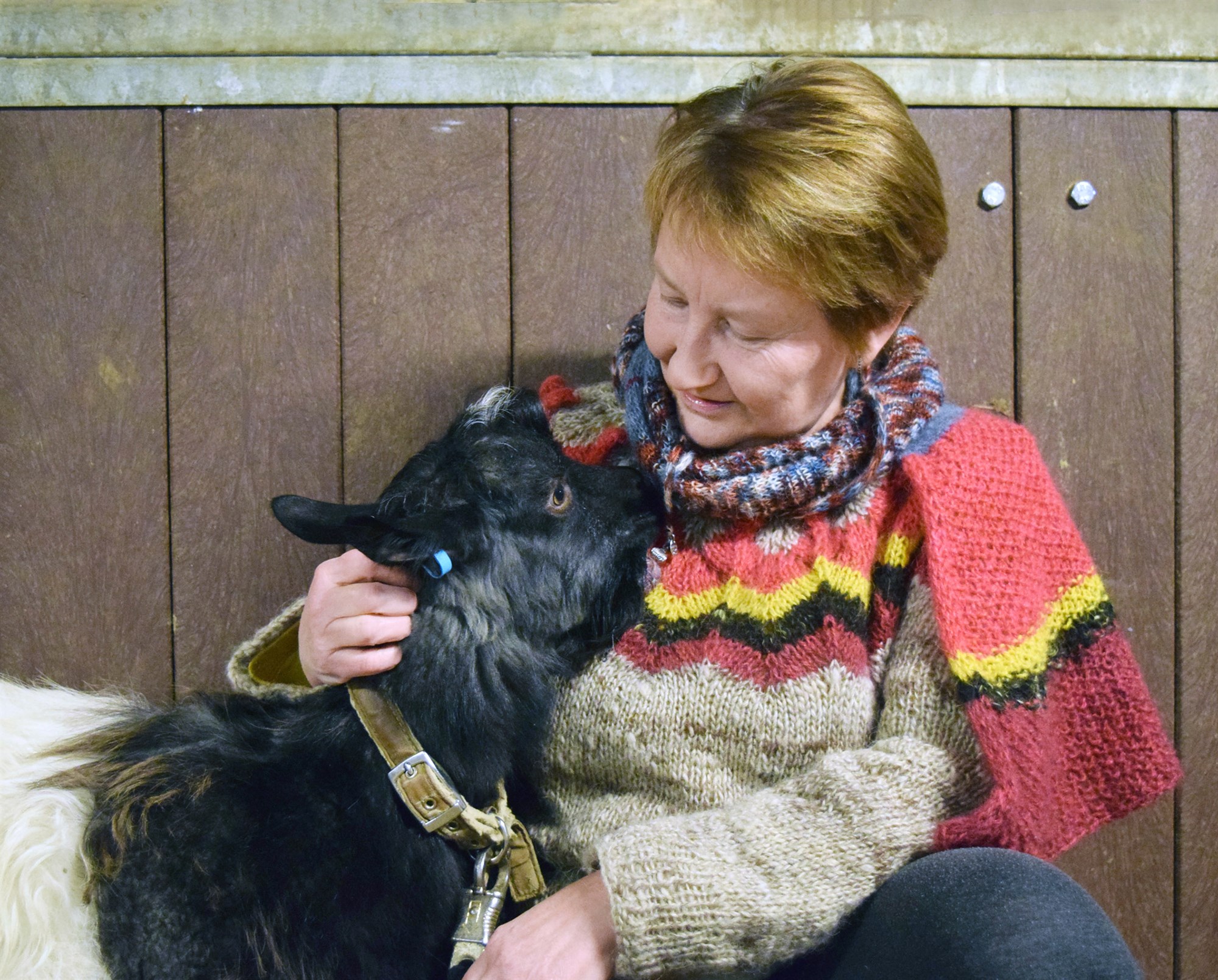 Ekki stætt á öðru en að farga geitunum
