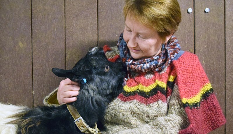 Ekki stætt á öðru en að farga geitunum