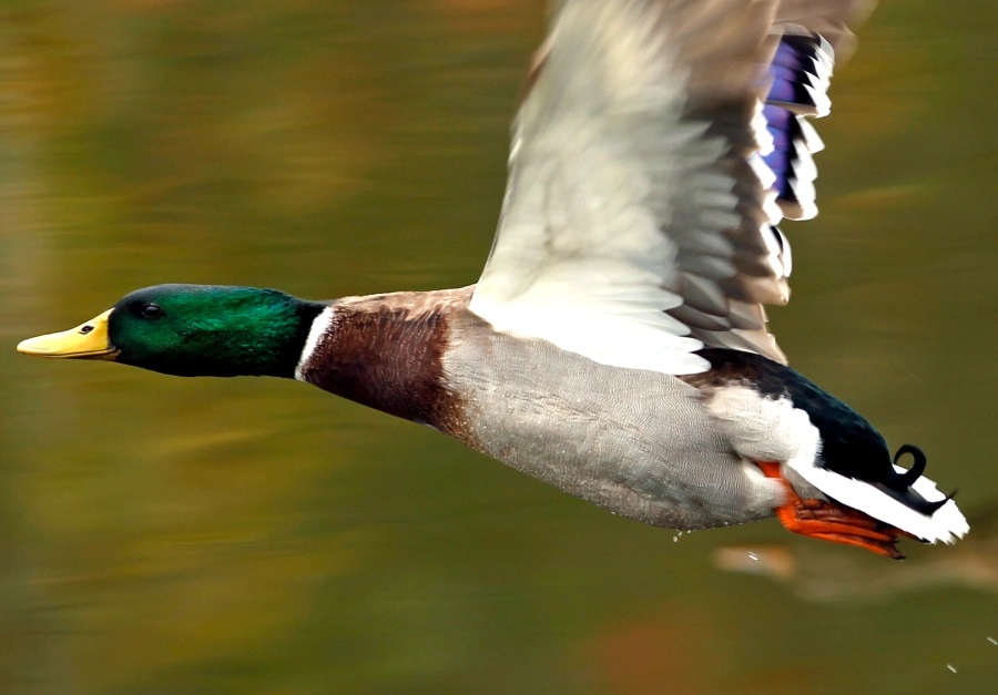 Staða fuglaflensu á Íslandi