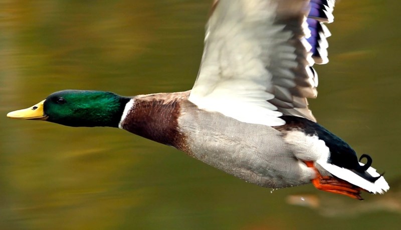 Staða fuglaflensu á Íslandi