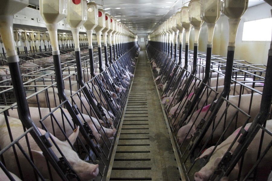 Kínverjar reisa risabú í svínarækt