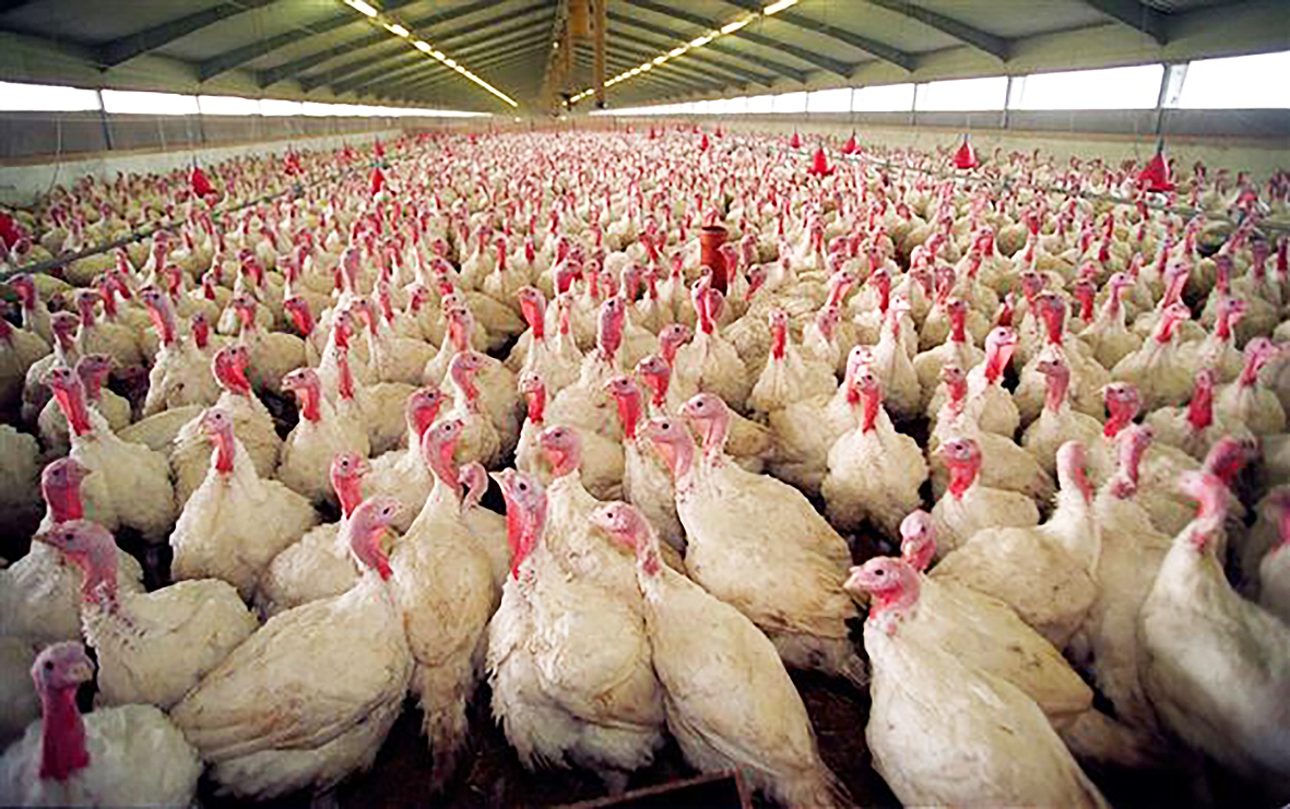 Fuglaflensusmit kom upp hjá stærsta kalkúnaframleiðanda Danmerkur