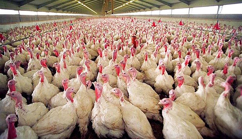 Fuglaflensusmit kom upp hjá stærsta kalkúnaframleiðanda Danmerkur