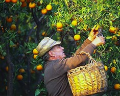 Framleiddar voru 6,6 milljónir tonna af appelsínum 2018