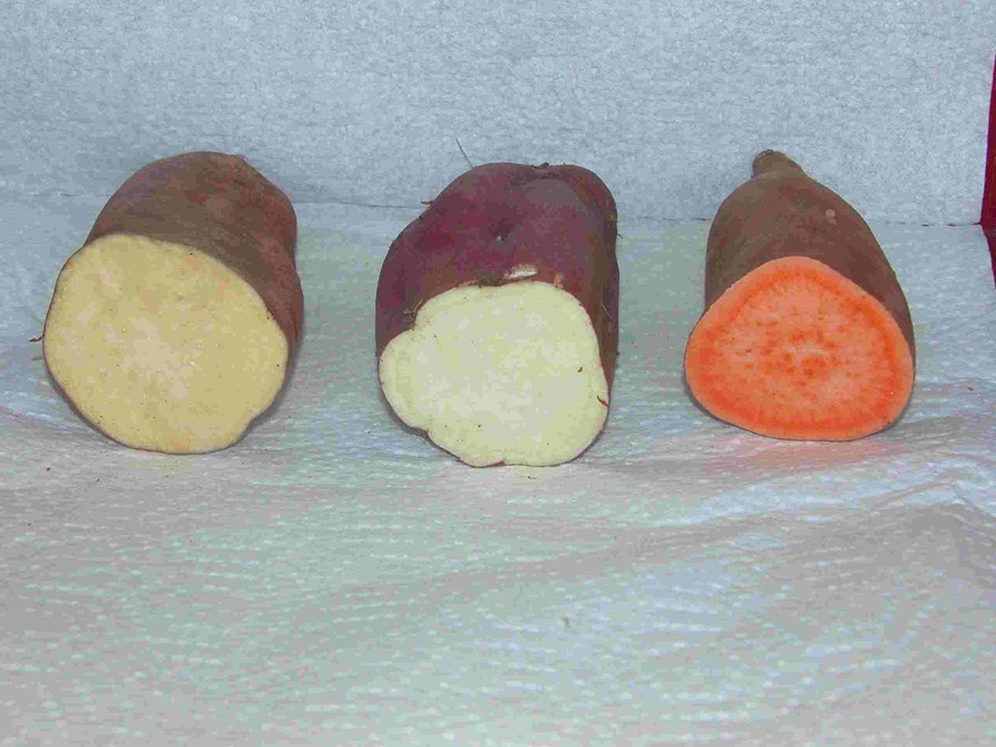 Sætar kartöflur – sætuhnúðar