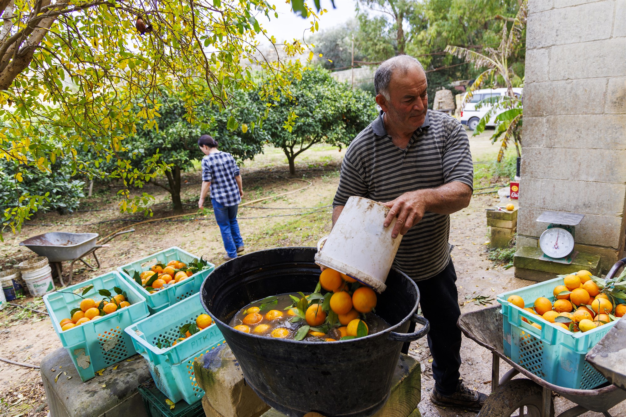 Appelsínurækt á Möltu