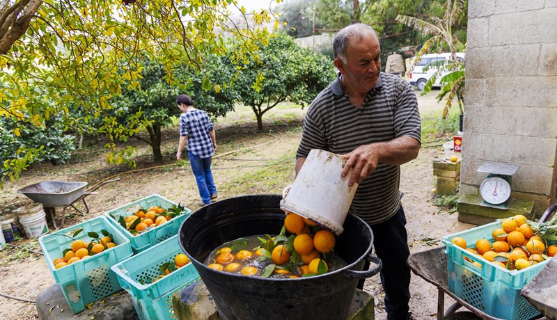 Appelsínurækt á Möltu