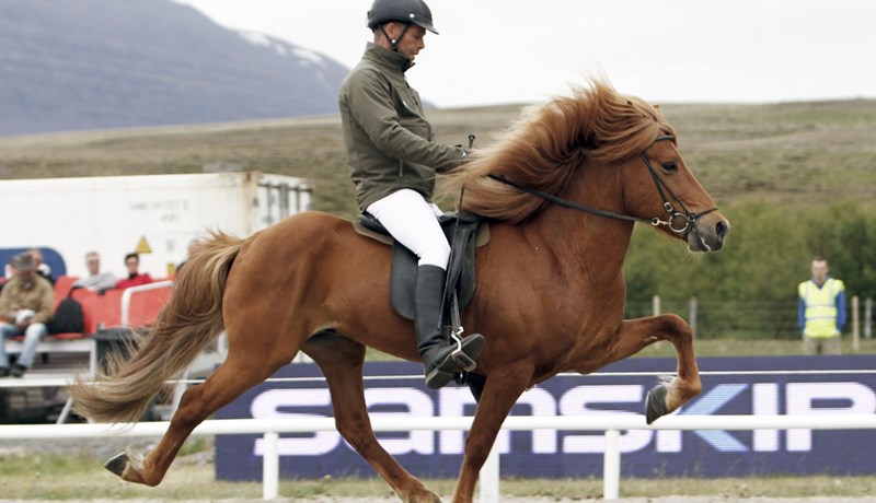 Margir nýir stóðhestar og vel heppnað Landsmót