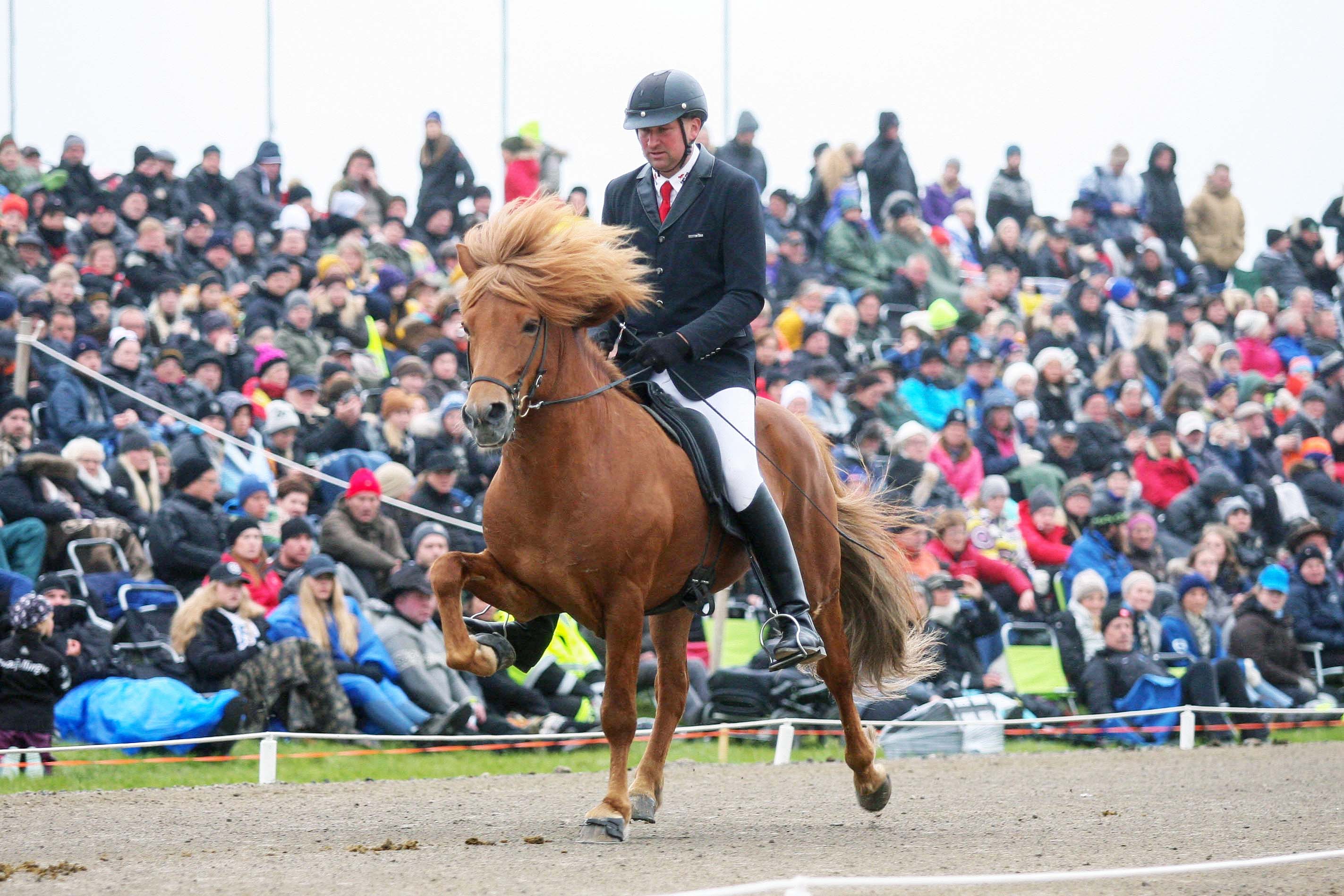 Afkvæmaverðlaun í hrossarækt