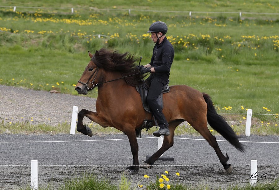 Arney frá Ytra-Álandi, knapi Agnar Þór Magnússon