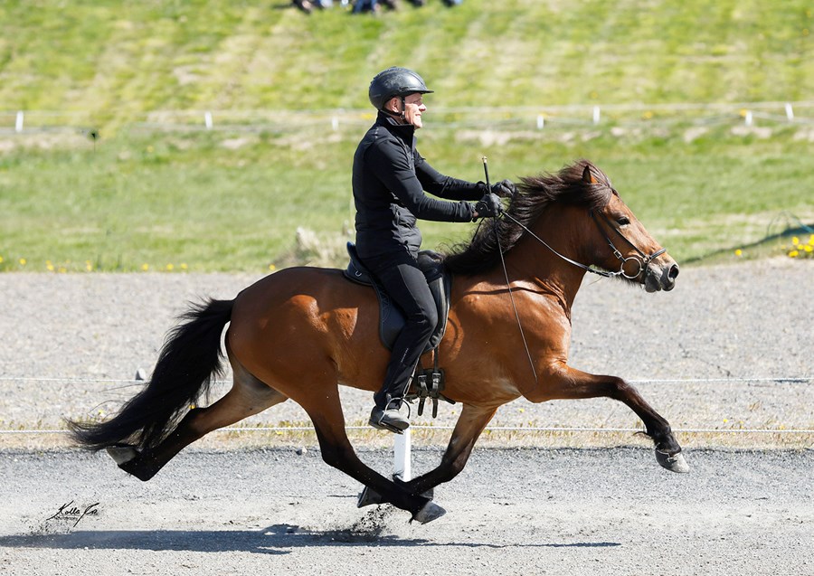 Arney frá Ytra-Álandi er hæst dæmda hryssan frá upphafi en hún er með 8,91 í aðaleinkunn, sýnandi Agnar Þór Magnússon