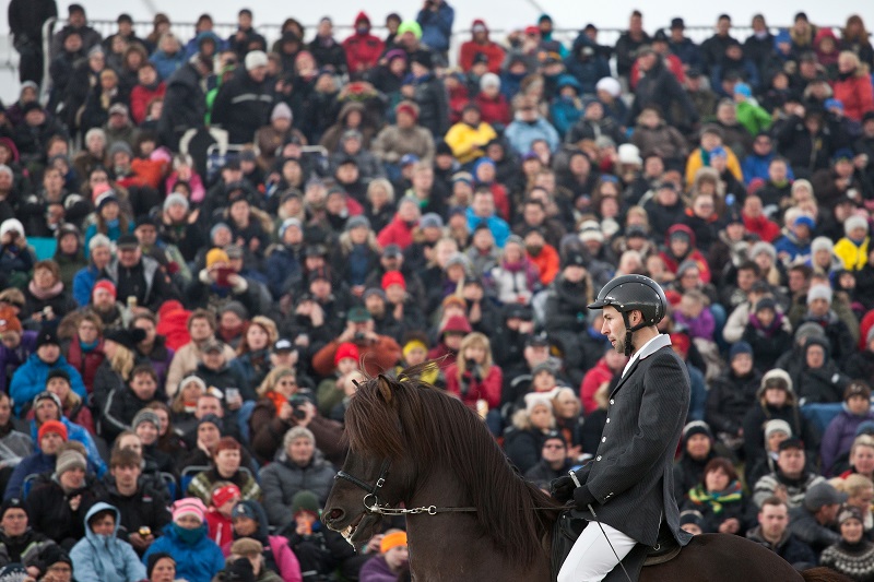 Bein útsending frá kynbótasýningu og úrtöku Spretts