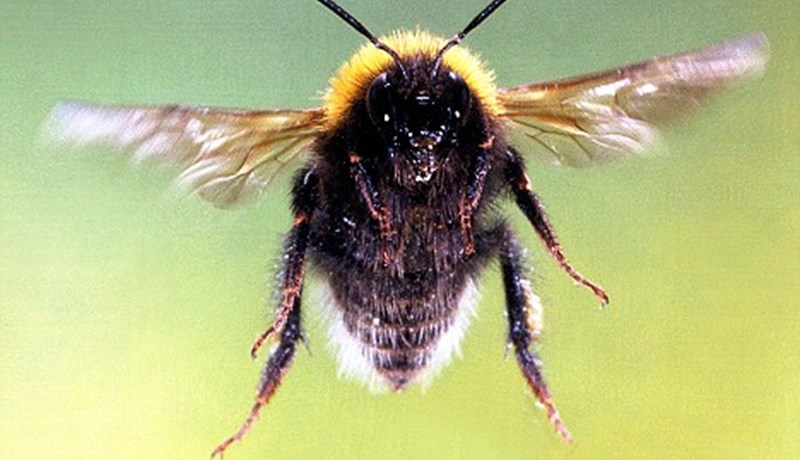 Hræðslan við pöddur