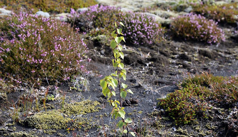Sjálfgræðsla birkis á Skeiðarársandi