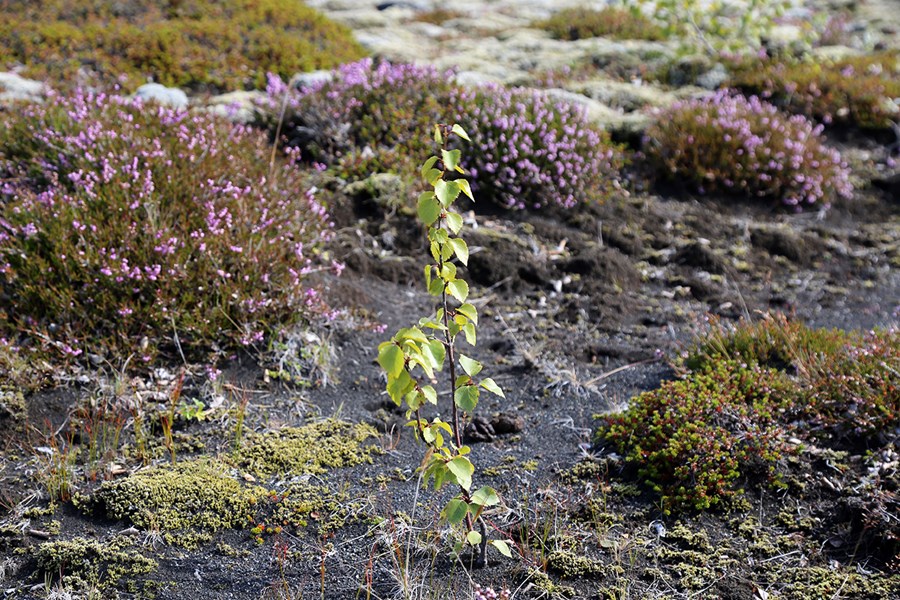 Sjálfgræðsla birkis á Skeiðarársandi