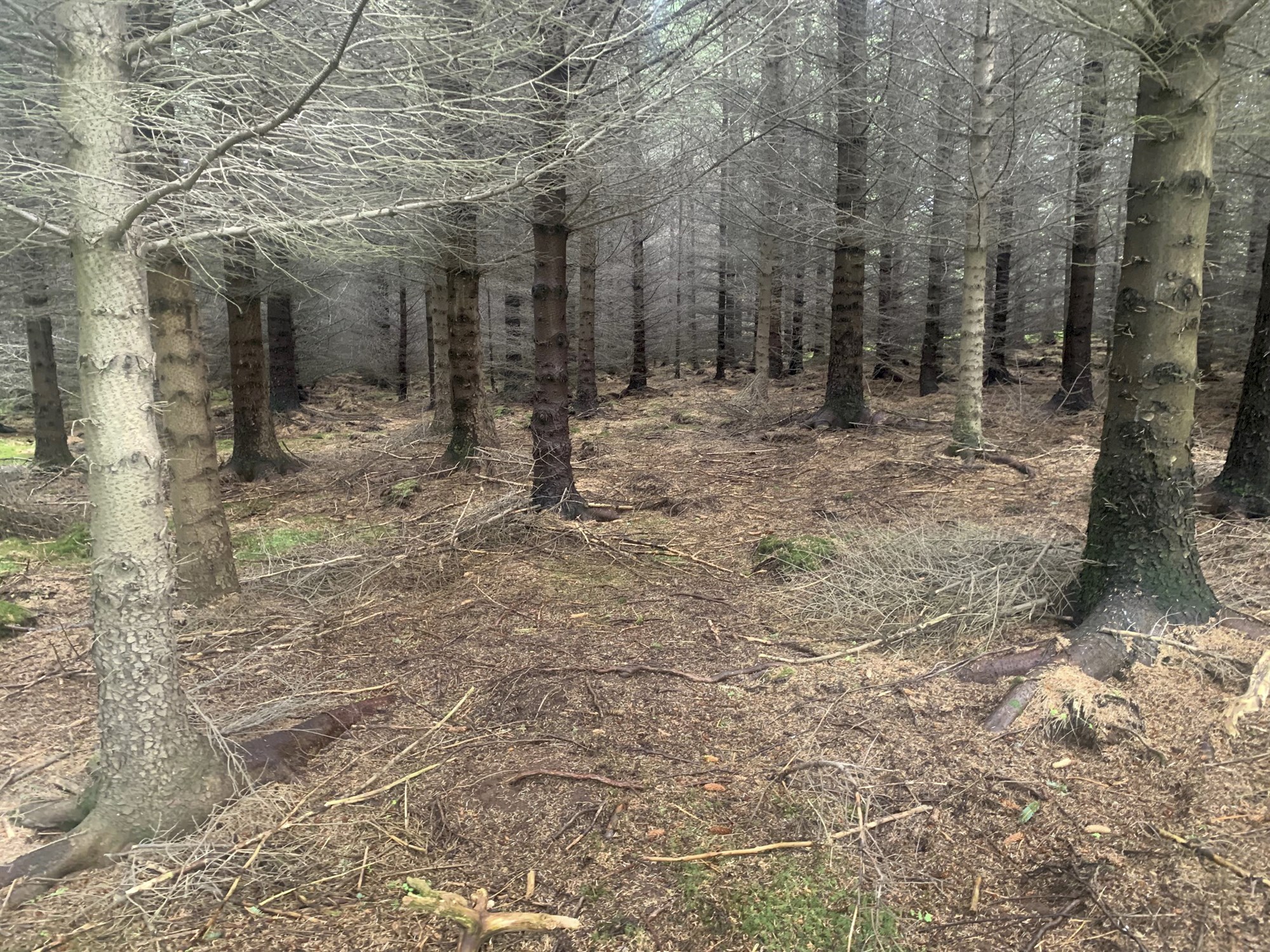 Rétt tré á réttum stað