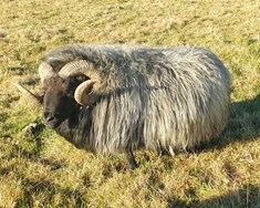 Verðlaunuð fyrir kynbótahrút