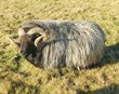 Verðlaunuð fyrir kynbótahrút