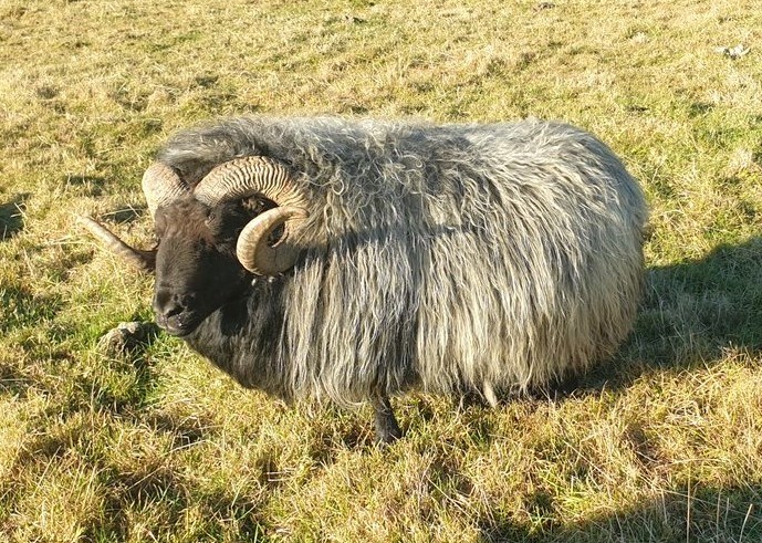 Hinn magnaði hrútur Askur sem var valinn besti kynbótahrútur landsins á síðasta ári.  