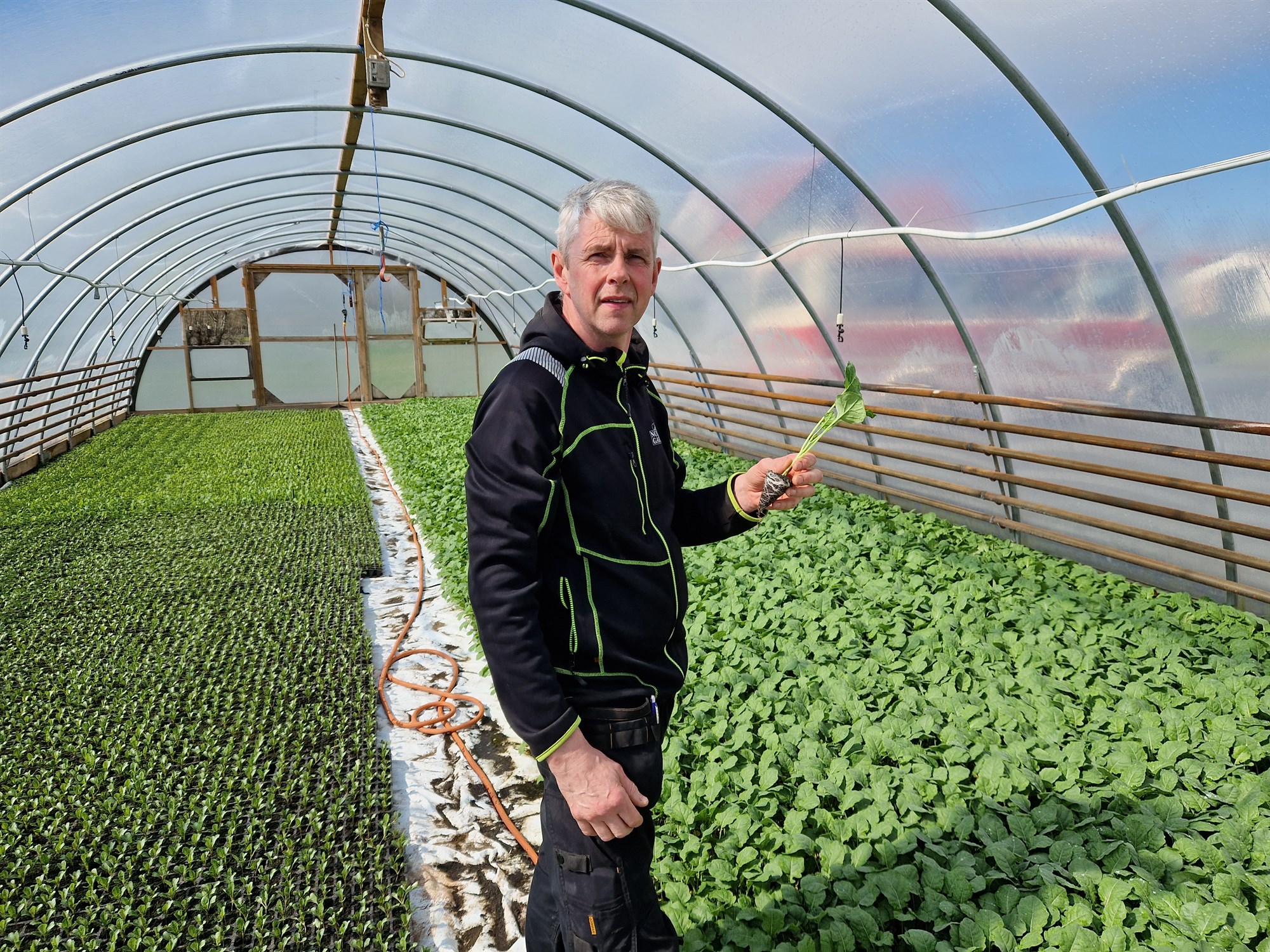 Blómkálsframleiðandi hrökklast úr greininni
